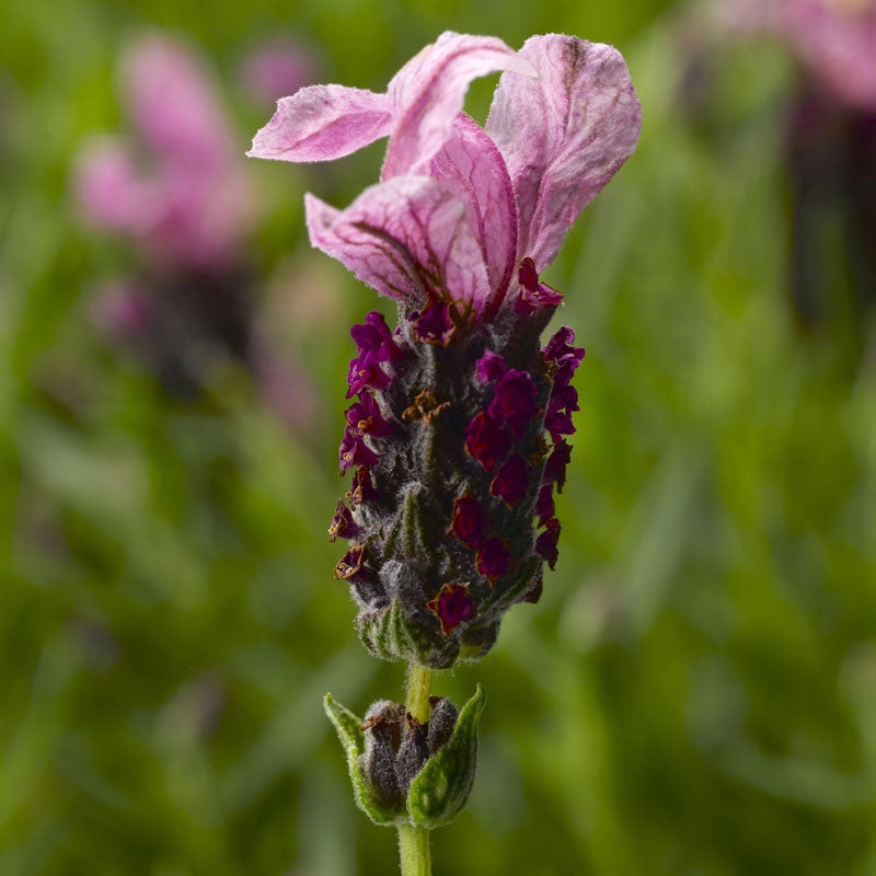 Javelin Forte Deep Rose Spanish Lavender (Lavandula)