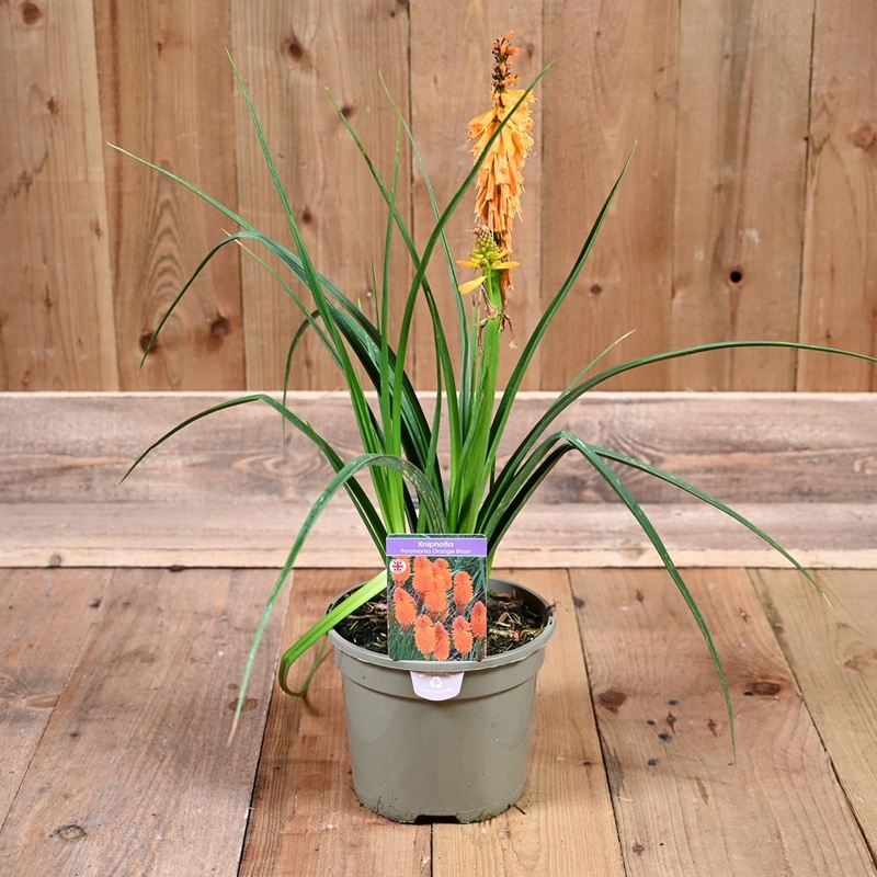 Kniphofia Pyromania Orange Blaze 3L