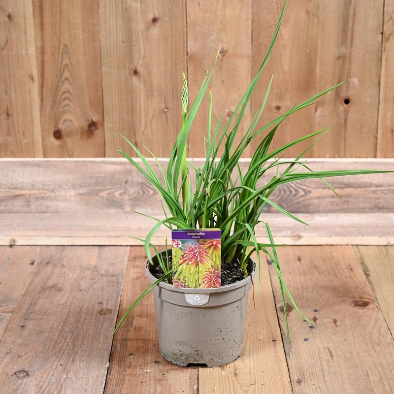 Kniphofia Rasta 3L