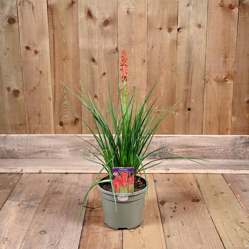 Kniphofia Redhot Popsicle 3L