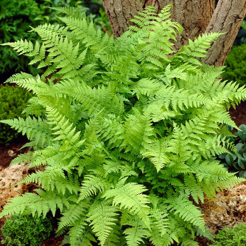 Lady Fern (Athyrium)|One Quart