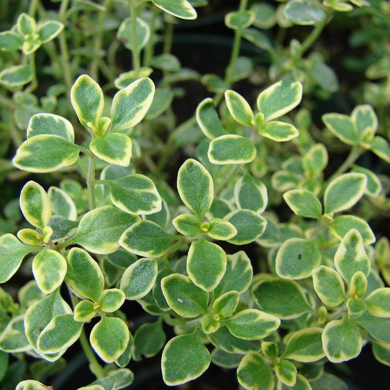 Lemon Thyme|Three Inch