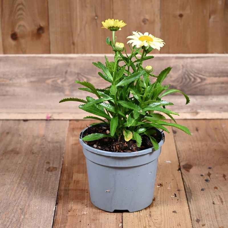 Leucanthemum Spellbook Lumos 3L