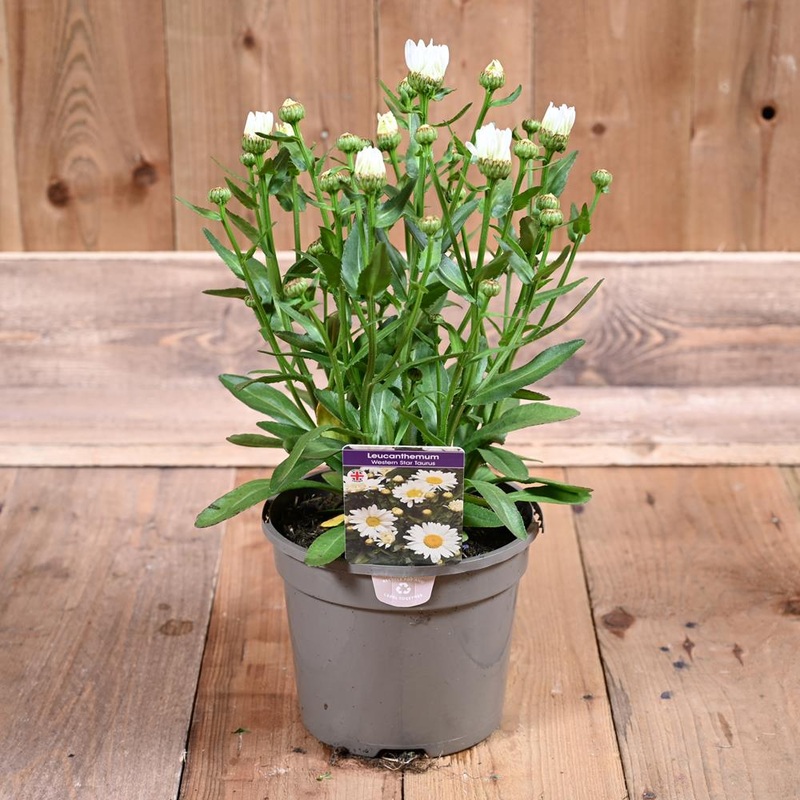 Leucanthemum Western Star Taurus 3L