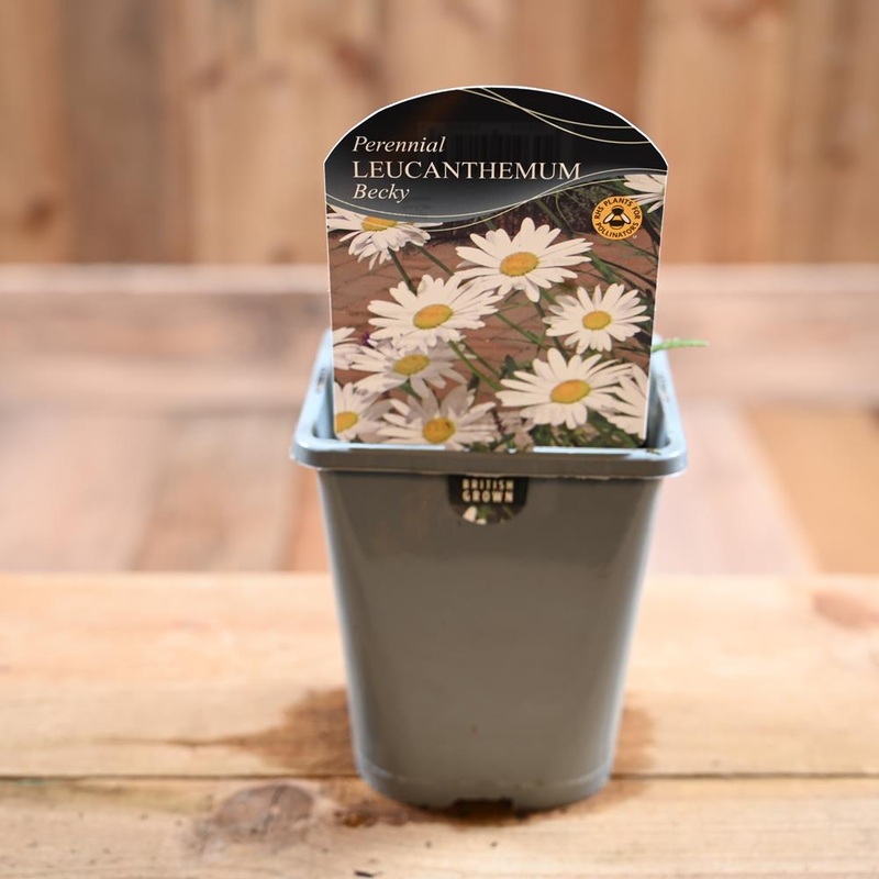 Leucanthemum X Superbum Becky 1L