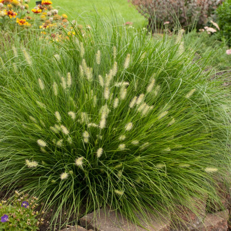 ‘Little Bunny’ Fountain Grass (Pennisetum)