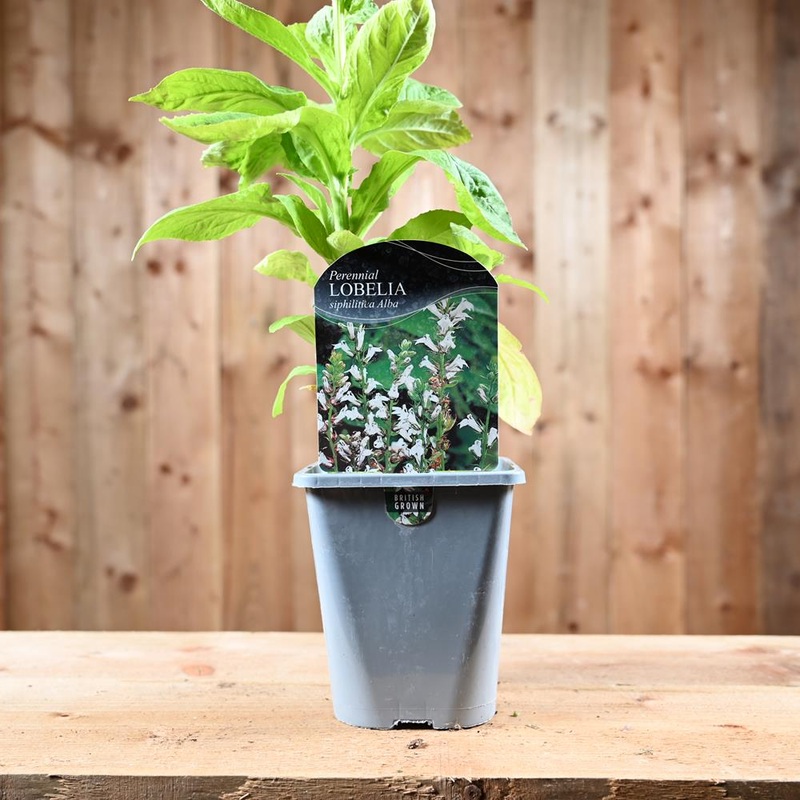 Lobelia Siphilitica Blue 1L
