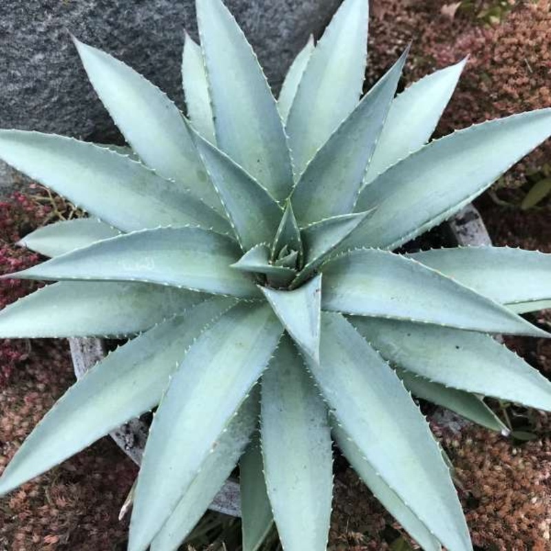 Mad about Mangave ‘Frosted Elegance’ Mangave