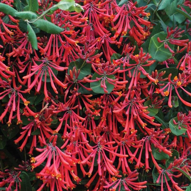 ‘Major Wheeler’ Honeysuckle Vine (Lonicera)