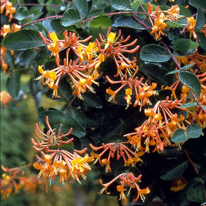 ‘Mandarin’ Honeysuckle Vine (Lonicera)