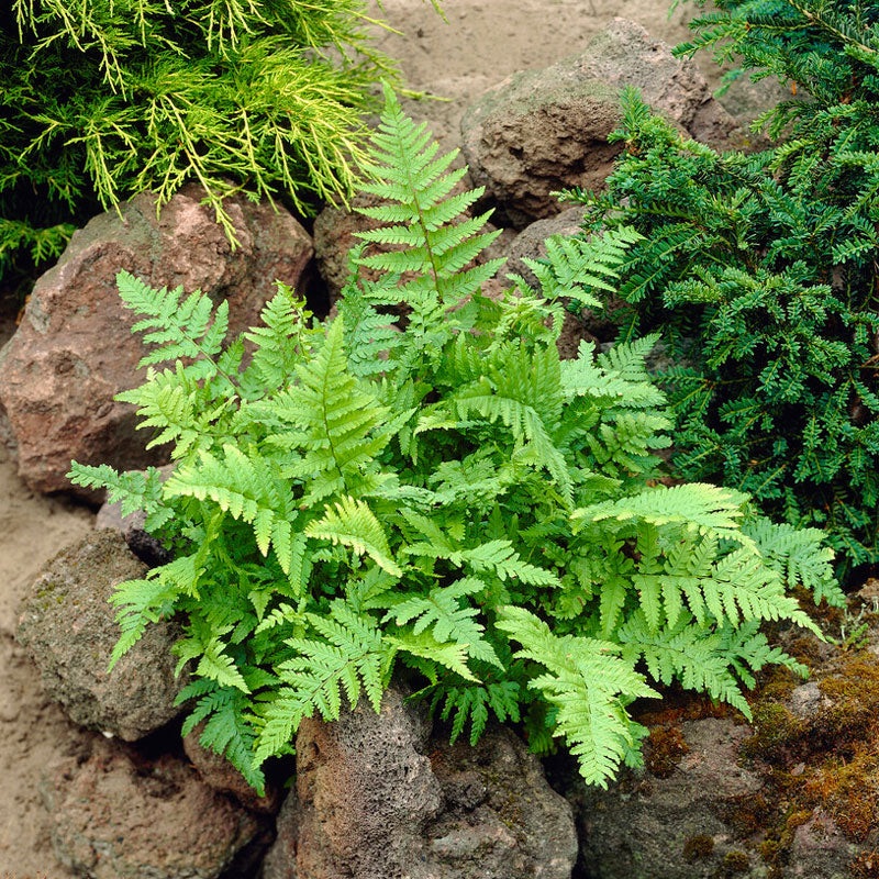 Marginal Wood Fern (Dryopteris)