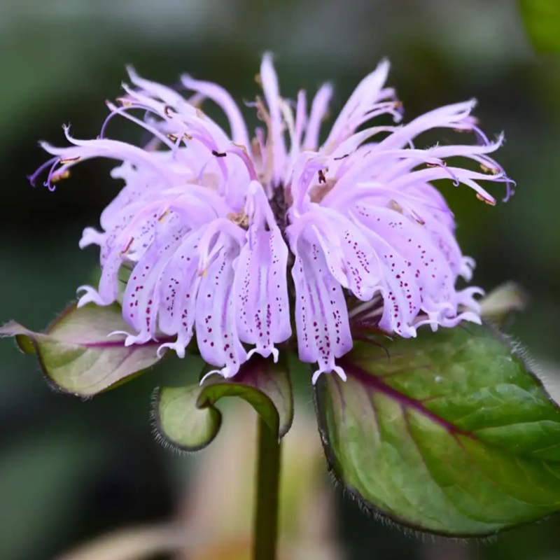 ‘Midnight Oil’ Eastern Bee Balm (Monarda)