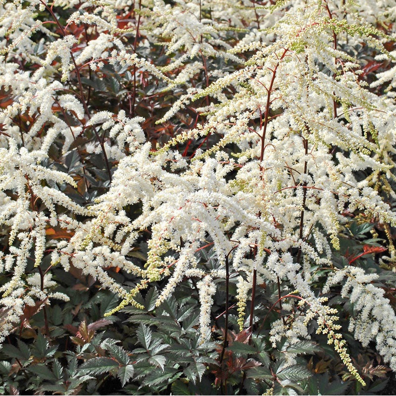 ‘Moccachino’ Astilbe|One Quart