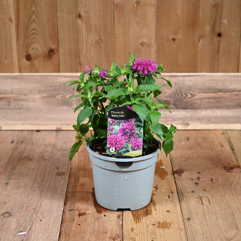 Monarda Didyma Balmy Lilac 3L