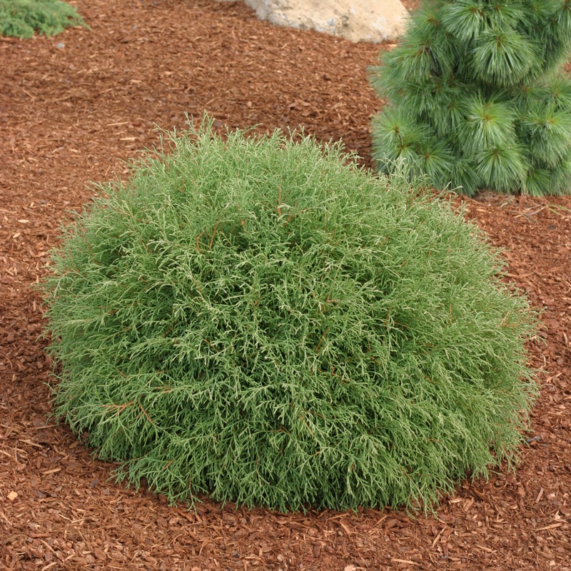 Mr. Bowling Ball Arborvitae (Thuja)