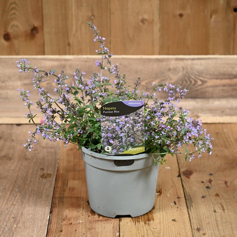 Nepeta X Faassenii Purrsian Blue 3L