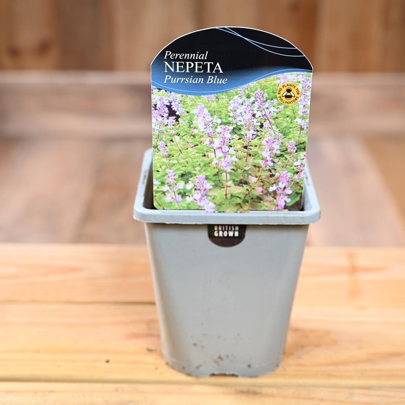 Nepeta X Faassenii Pursian Blue