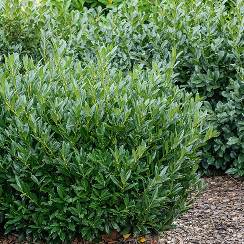 Otto Luyken English Laurel (Prunus)