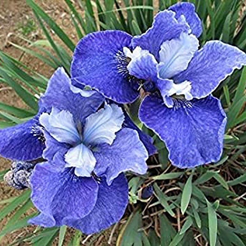 ‘Painted Desert’ Siberian Iris