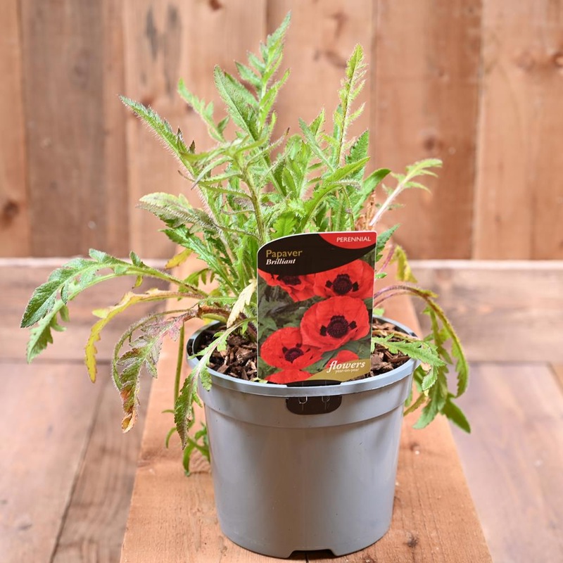 Papaver Orientale Brilliant 3L