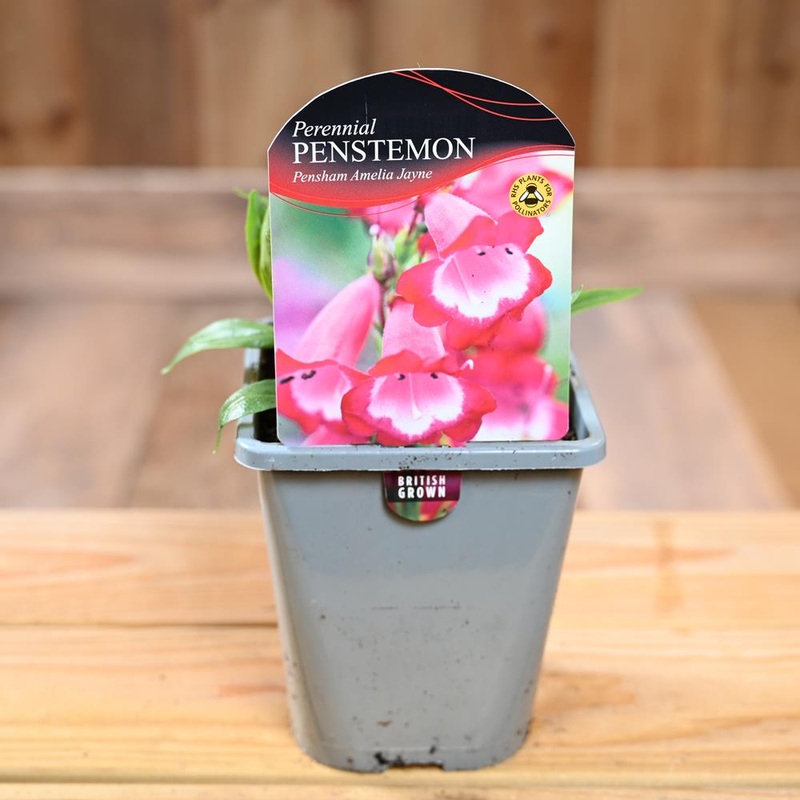 Penstemon Pensham Amelia Jayne
