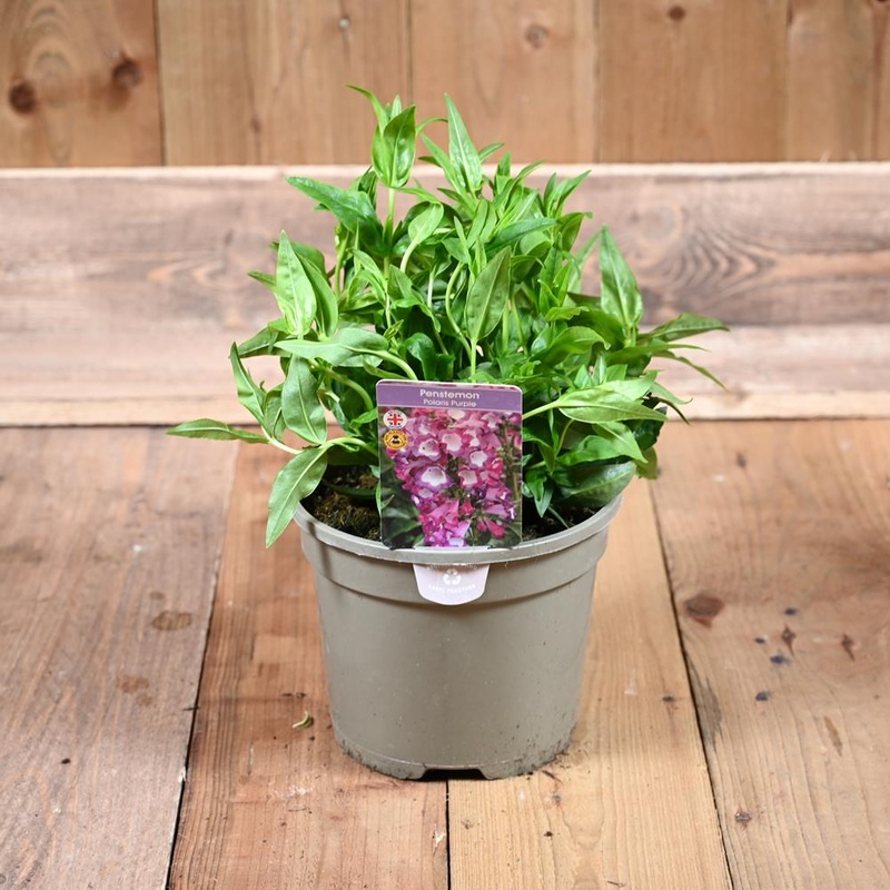 Penstemon Polaris Purple 3 Litre