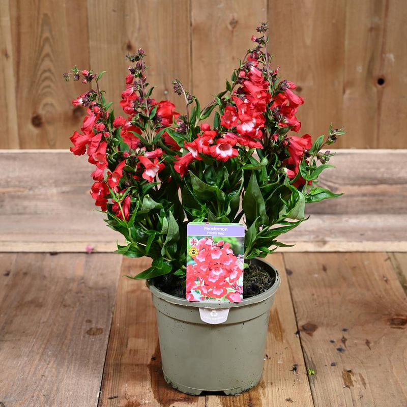 Penstemon Polaris Red 3L
