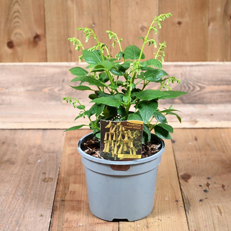 Phygelius Funfare Yellow 3L