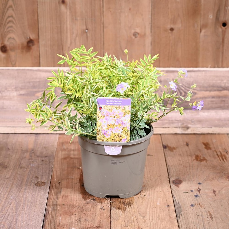 Polemonium Golden Feathers 3L