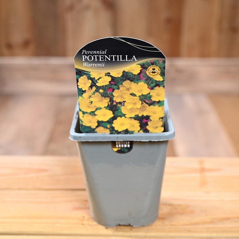 Potentilla Recta Warrenii 1L