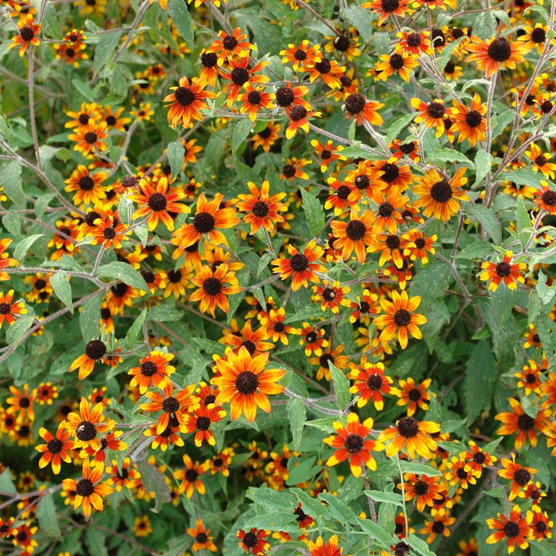 ‘Prairie Glow’ Brown-Eyed Susan (Rudbeckia)
