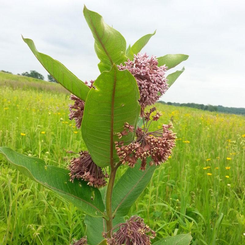 Prairie Milkweed (Asclepias)|One Quart