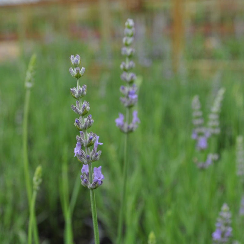 Provence French Lavender (Lavandula)
