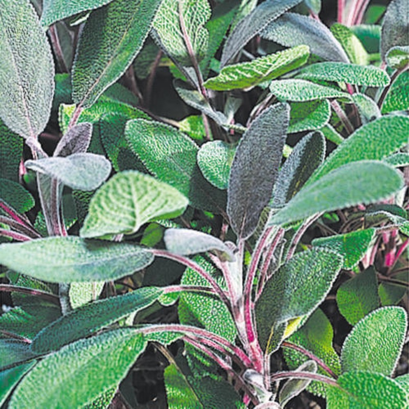 Purple Sage|Three Inch