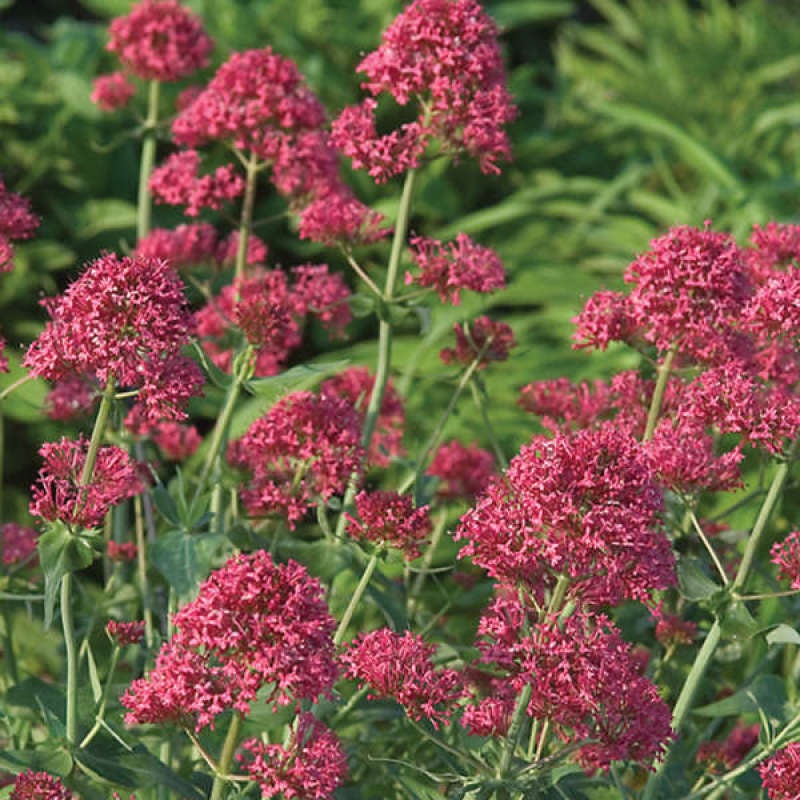 Red Valerian|One Quart