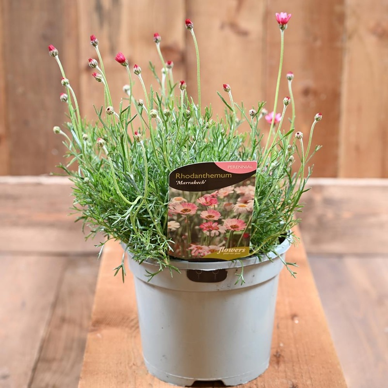 Rhodanthemum Marrakech 3l
