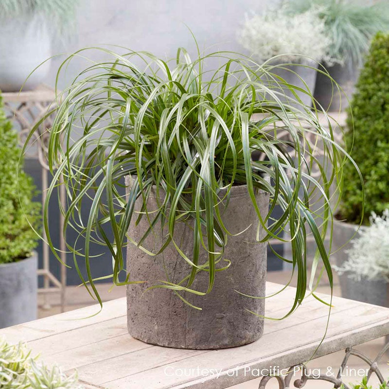 Ribbon Falls Sedge|One Quart