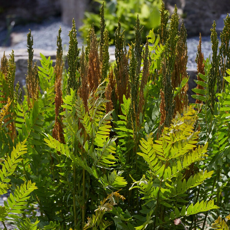 Royal Fern|One Quart
