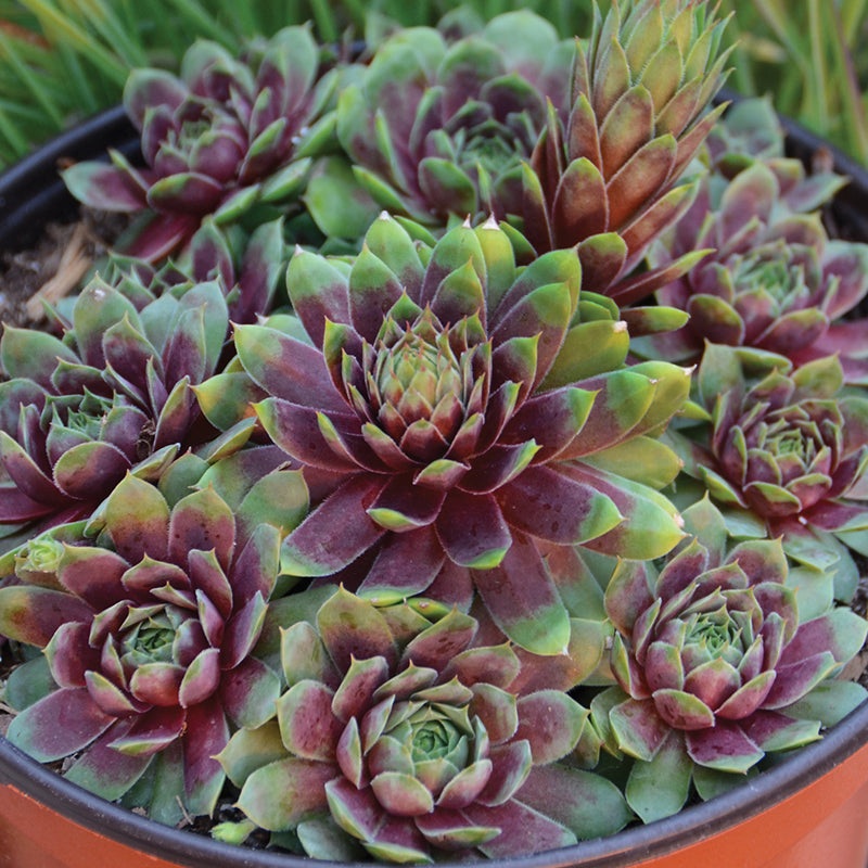 ‘Ruby Heart’ Hens & Chicks|Three Inch