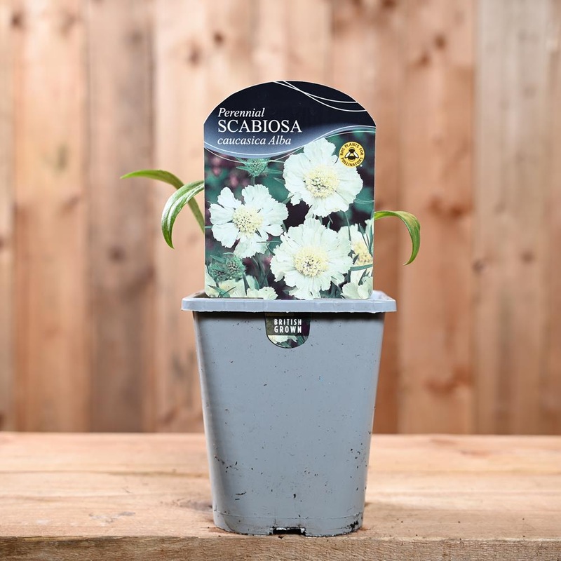 Scabiosa Caucasica Alba 1L