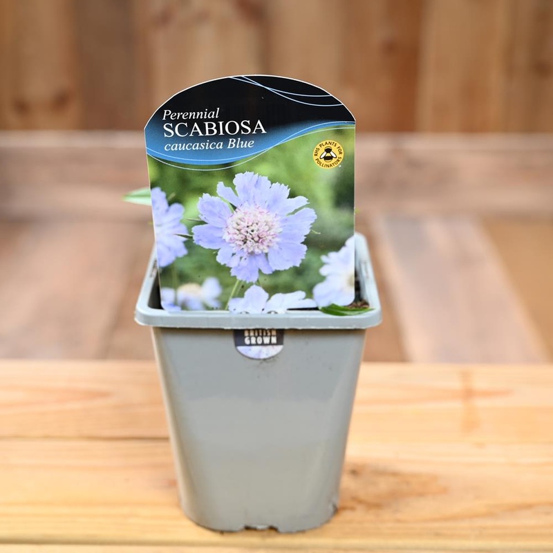 Scabiosa Caucasica Blue 1L