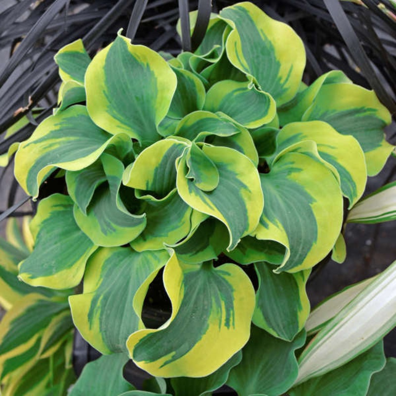 ‘School Mouse’ Hosta|One Quart