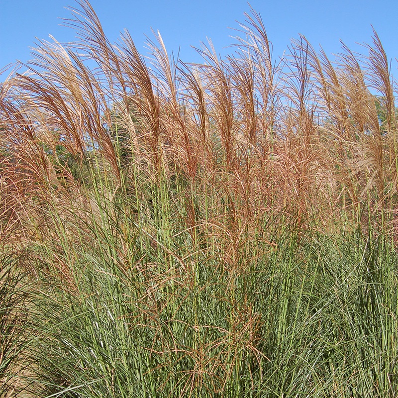 ‘Scout’ Maiden Grass (Miscanthus)