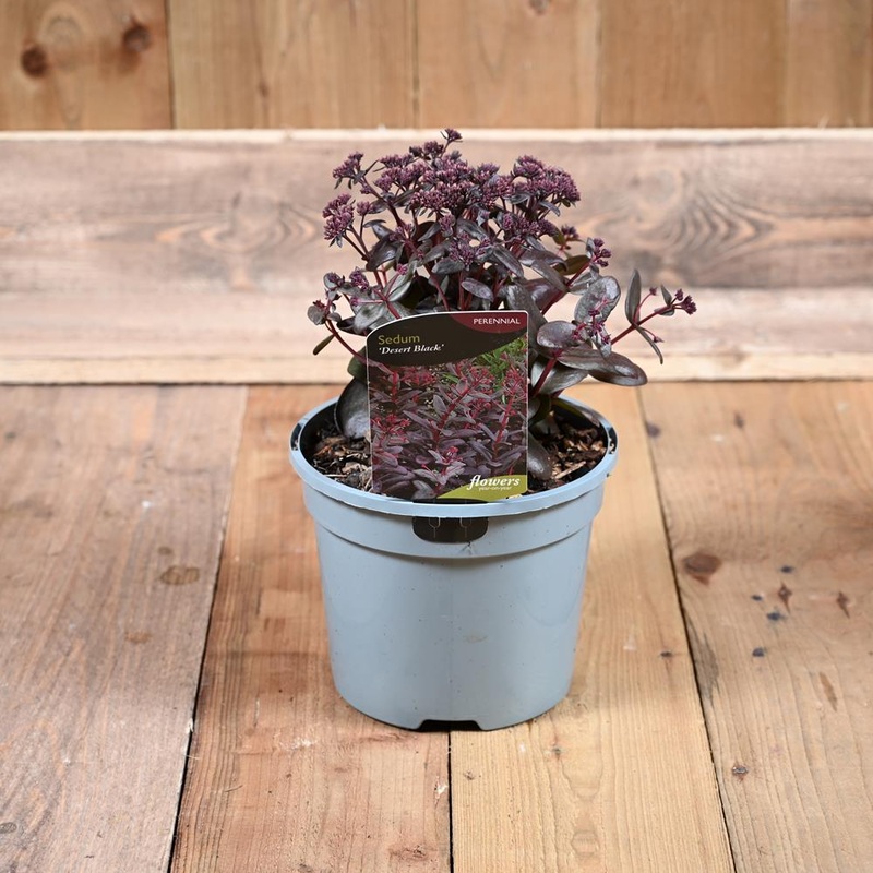Sedum Desert Black 3L