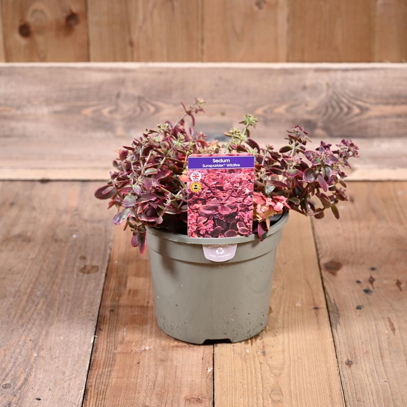 Sedum Sunsparkler Wildfire 3L