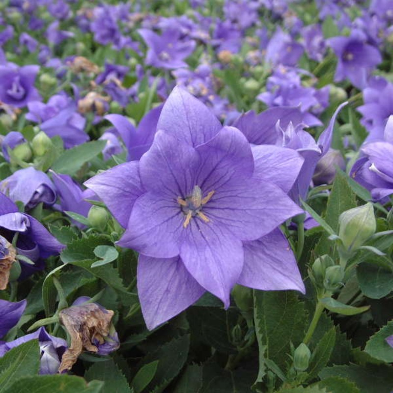 Semi-Double Blue Balloon Flower