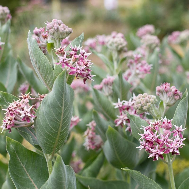 Showy Milkweed (Asclepias)|One Quart