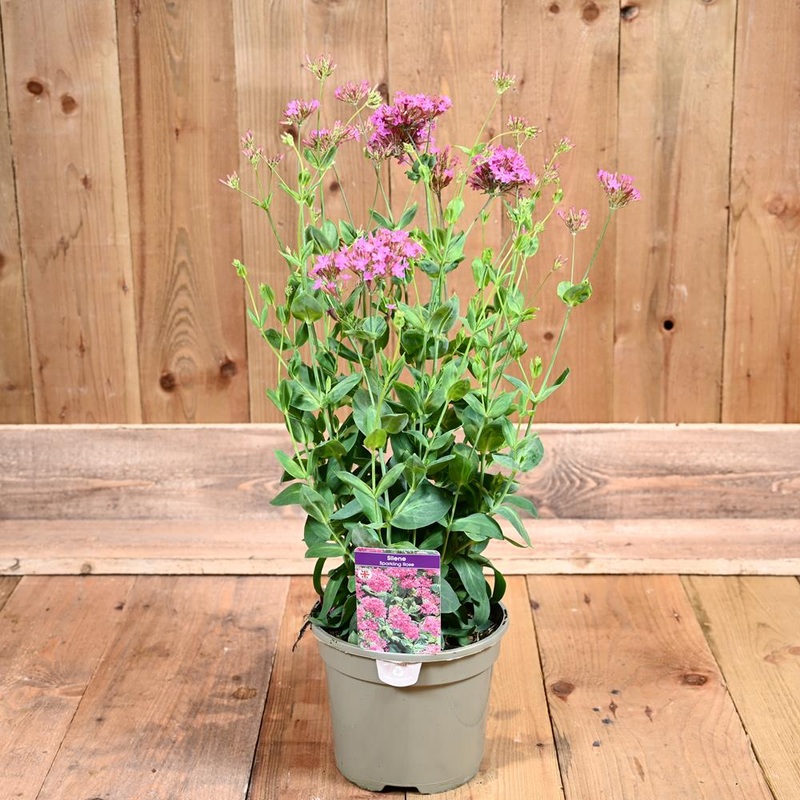 Silene Sparkling Rose 3L