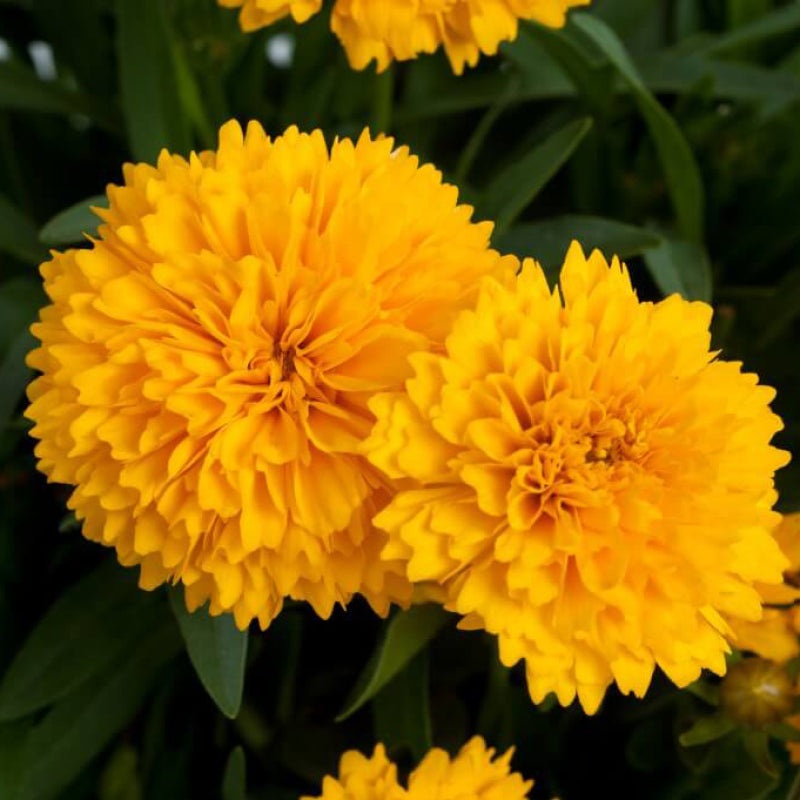 Solanna Golden Sphere Tickseed (Coreopsis)