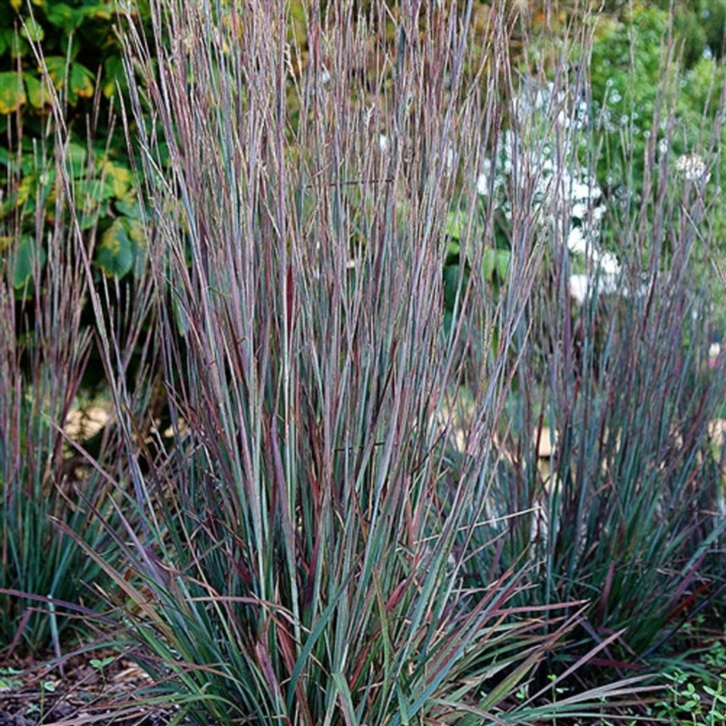 ‘Standing Ovation’ Little Bluestem (Schizachyrium)